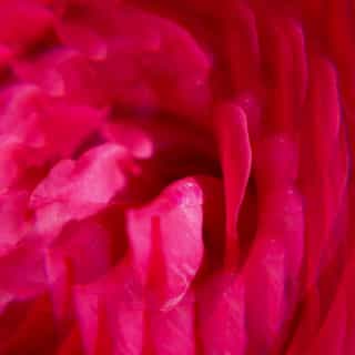 Gingembre Rouge Κρέμα Χεριών