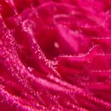 Rose Αναζωογονητικό Shower Gel